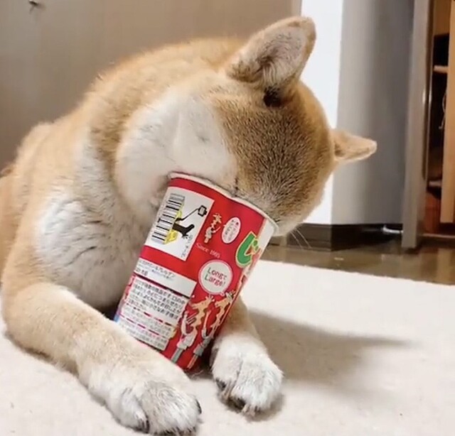 柴犬がじゃがりこの残り香をスーハー 動画に 気持ち分かる ライブドアニュース 柴犬がじゃがりこの残り香をスーハー 動画に 気持ち分かる ライブドアニュース