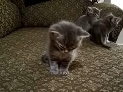 ���áĿ����㤤������