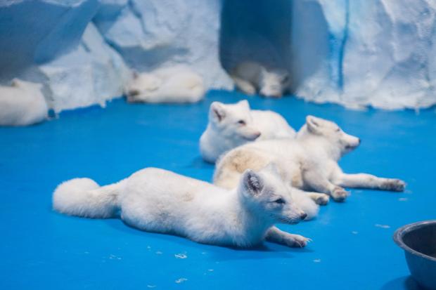 北極や南極の動物が大集合 湖南省に長沙極地館オープン ライブドアニュース