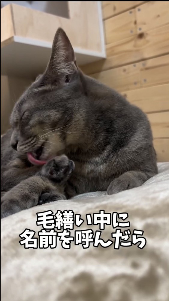 猫の毛づくろい中に名前を呼んでみたら…想像以上に嫌そうな『まさかの