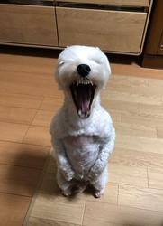 迫りくる バイオハザード犬 に驚愕の声 怖い でも笑える うちの犬も寝顔がゾンビ Peachy ライブドアニュース