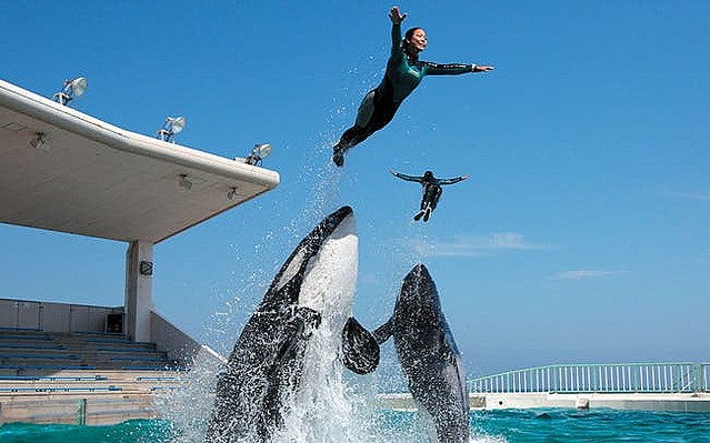 水族館 鴨川シーワールドで 海の王者シャチや愛嬌抜群のベルーガたちに会おう ライブドアニュース