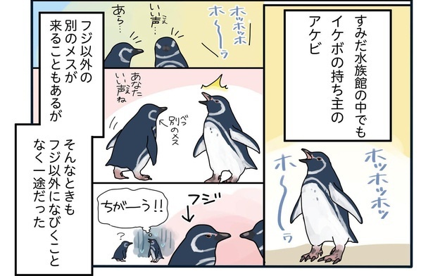 モテ男に夢中になる妻、やきもきする一途な旦那。ペンギンの夫婦仲の