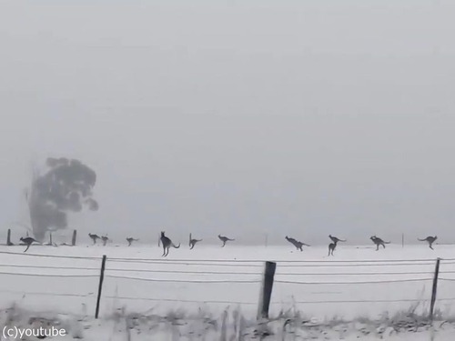 今 オーストラリアは珍しく雪が降っている こんなカンガルーたちの行動は初めて見た 海外の反応 ライブドアニュース