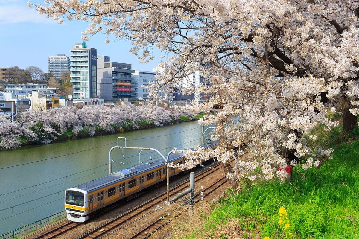 桜の木と走る電車