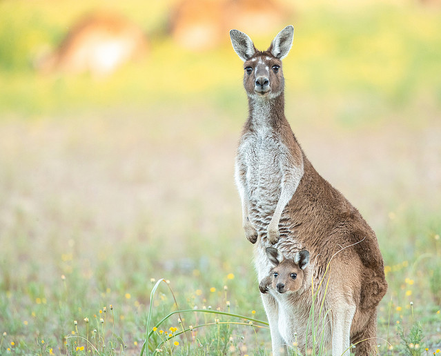 難読漢字クイズ 長尾驢 これは何の動物を表しているでしょう 尻尾が長い あの動物 ライブドアニュース