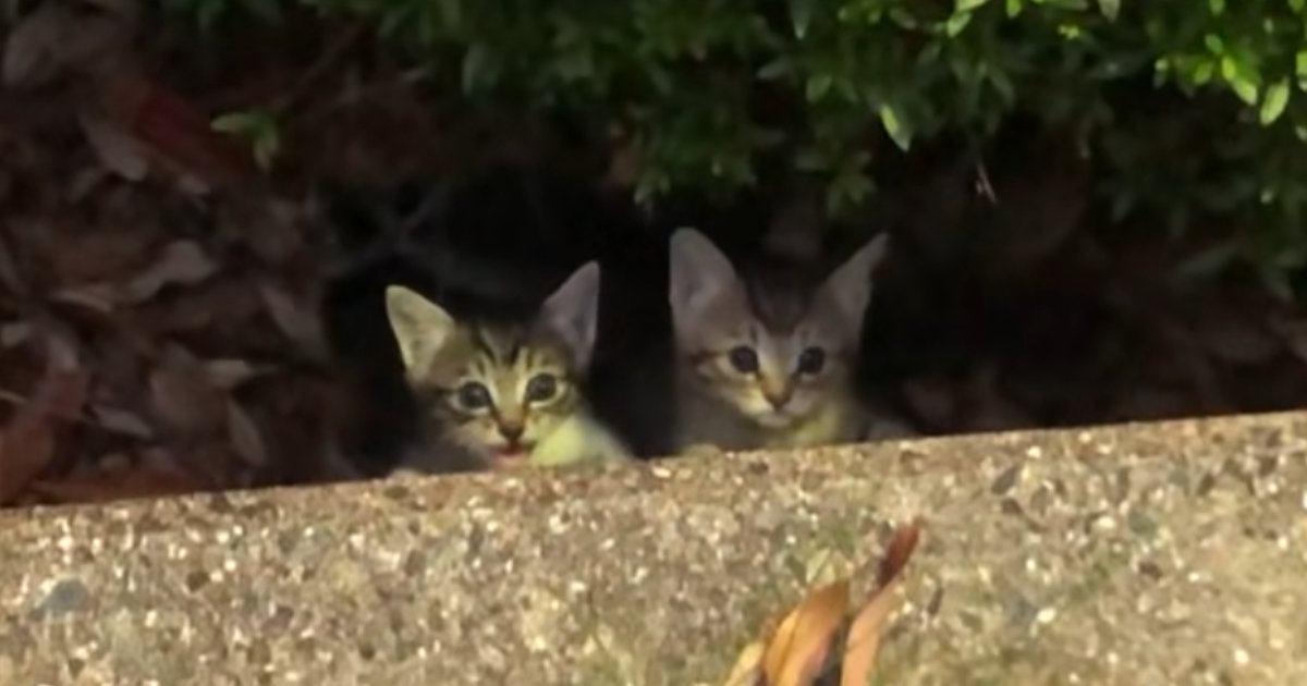 茂みから顔を出した子猫たち 飼い主の優しさに「半端ない」と反響