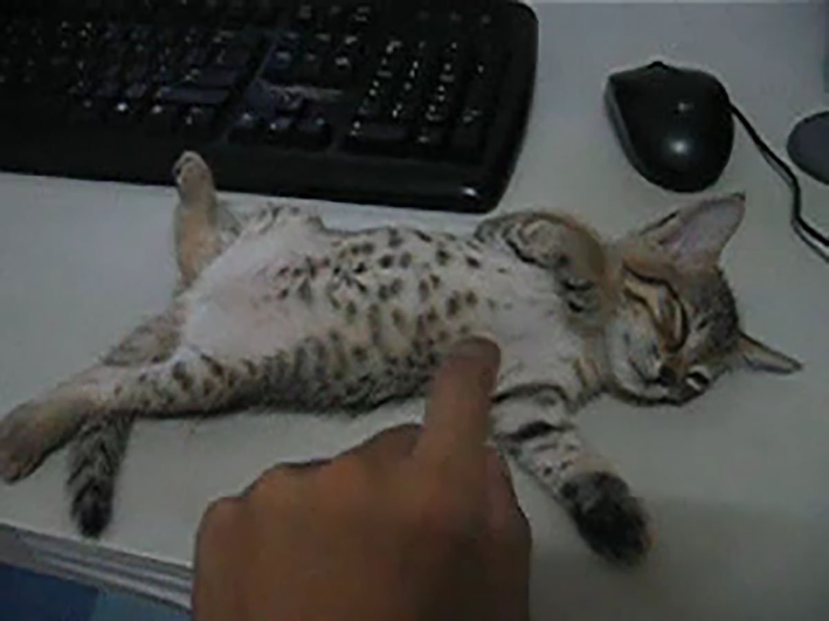 �����롩 �����ʤ���