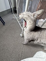 ʪ������ǻ��줿1�硡�������˸�����ǭ�Τ����ӻѤ�����
