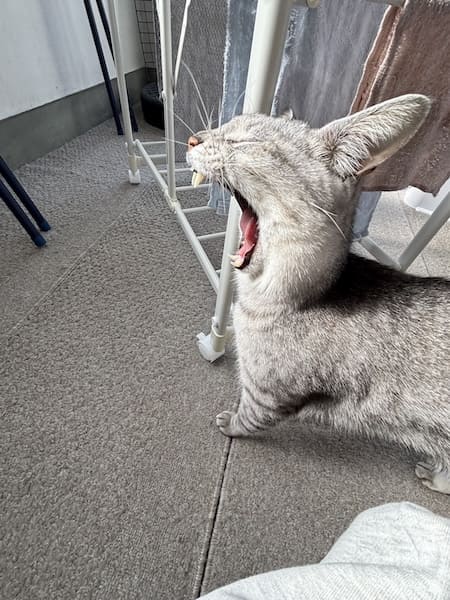 物干し場で撮れた1枚 ウサギに見える猫のあくび姿が話題