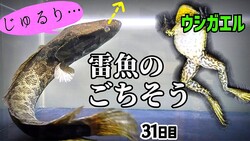 ֥ͤǥ饤餻ײ׶äΥ塞ˤо졪