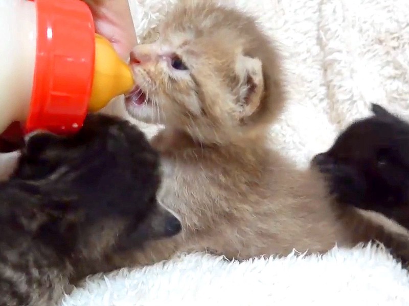 3֤θäѤʻǭ 繥ʥߥ륯򽱷