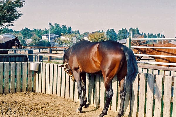 九冠馬 アーモンドアイは1口6万円が190万円 夢の一獲千金 一口馬主 の世界 ライブドアニュース