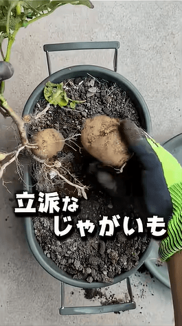 굯Ωɤʤ㤬⤬Ĥ꤭äפ@KIPP