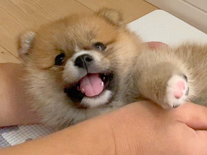 ̥Τ褦ʸܤΥݥ֤ 곰äĹӥեե