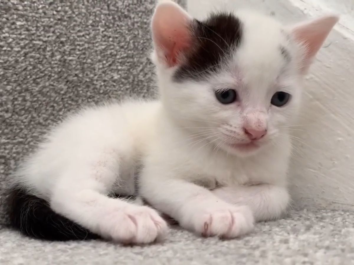 ある子猫は階段の途中で…