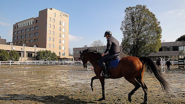 人と馬の共生を探る麻布大学 国内唯一の授業とストーリーに衝撃 新厩舎完成でさらに人馬一体の世界へ ライブドアニュース