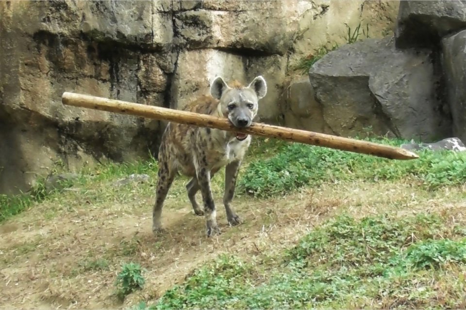 その棒、どこから？（画像はmaru＠maru2022さんの投稿より）