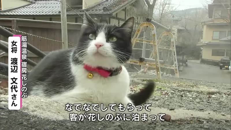 全国の宿自慢の看板猫ランキング 九重町の宿の「かぼすちゃん」が悲願の2位