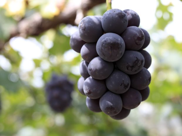 今年で栽培開始150周年を迎えた岡山県のぶどう おいしさの秘密と保存方法