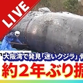 2年ぶり 迷いクジラを掘り起こす