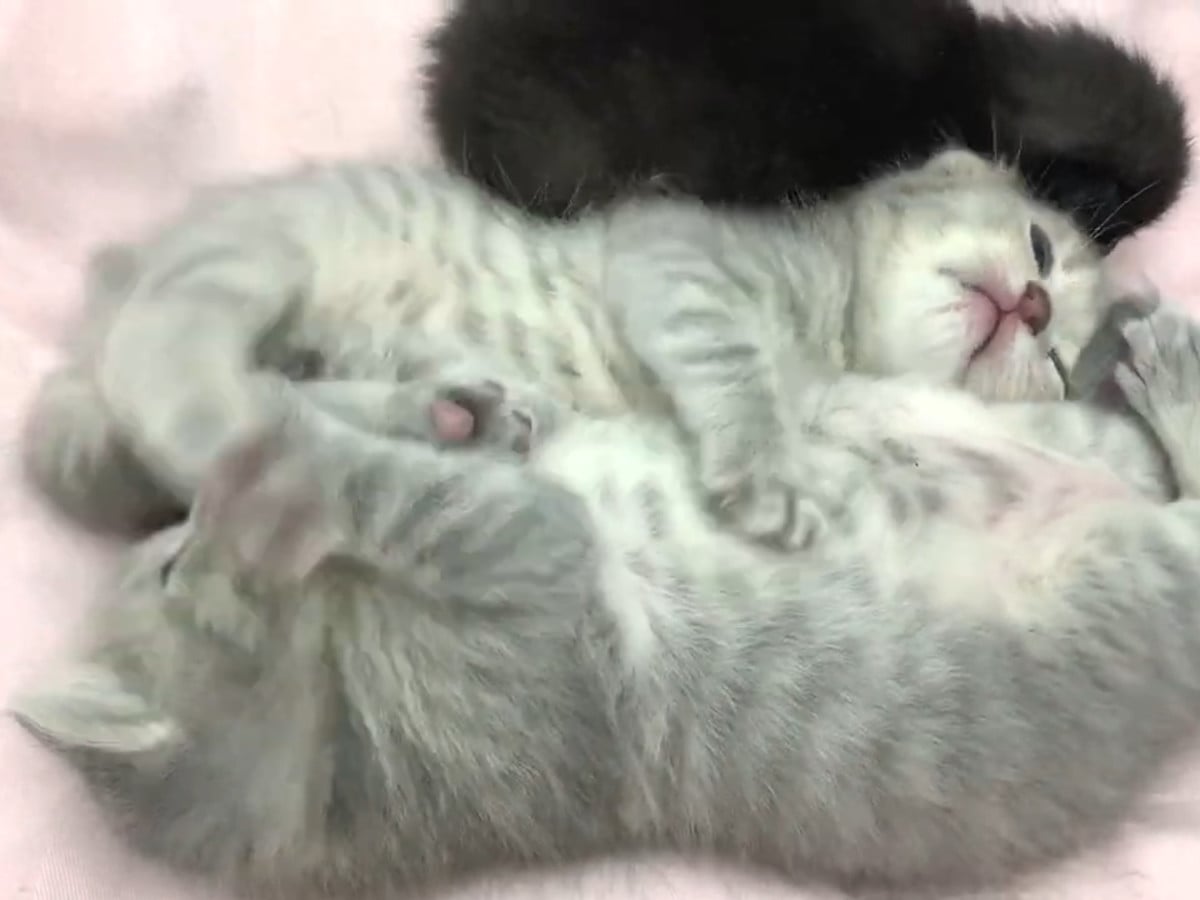 ��������㤷�Ƥ����ǭ�������䤬�ƥ��䥡�ġ�