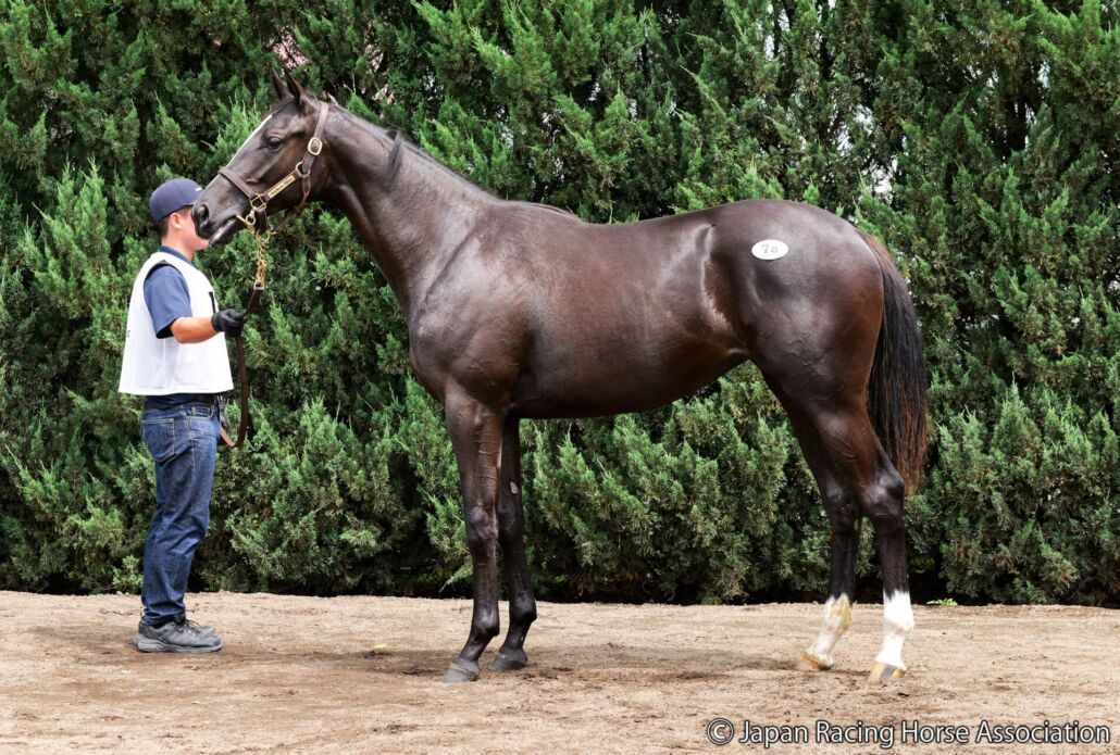 セレクトセール2026】米G1馬の半妹が登場…アーモニーズエンジェルの