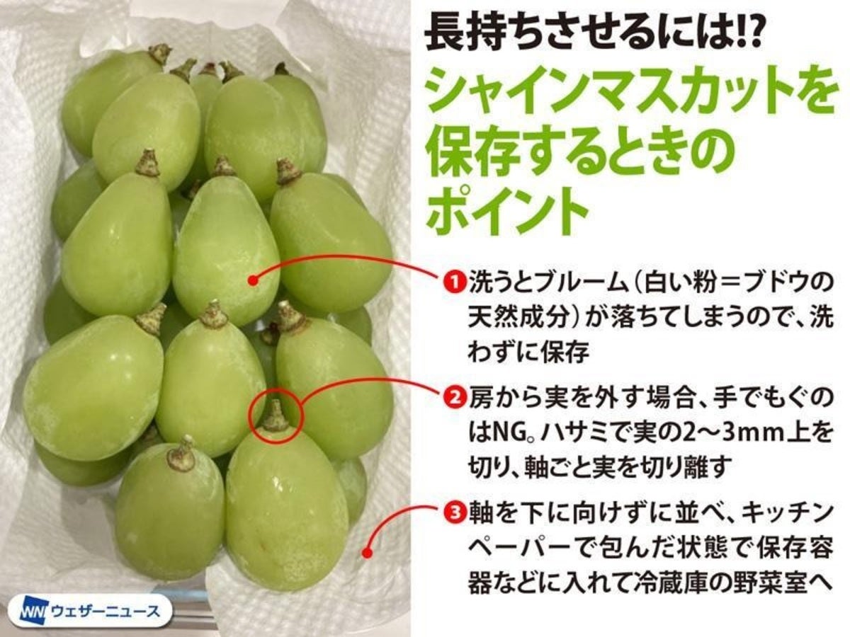 裏技】シャインマスカットを長持ちさせる保存方法が便利すぎる! - ウェザーニュース公式X - ライブドアニュース