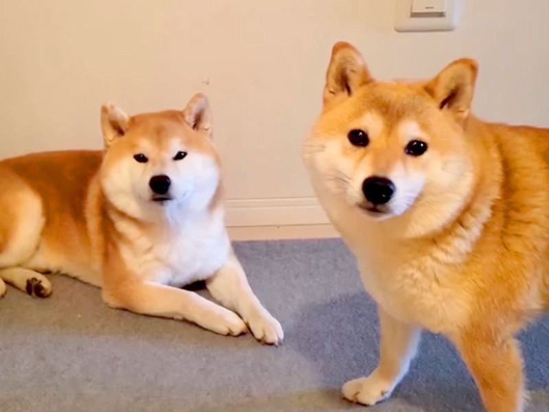 �֤���Ϥ�����ꤿ���ʤ��׼Ƹ��Υꥢ����������򤤤�ȿ��