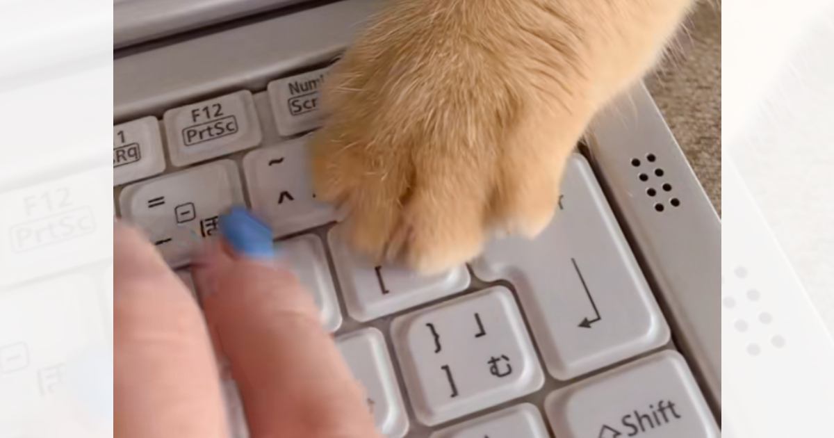 「最後の睨みがまた面白い」ママのリモートワークを妨害する猫