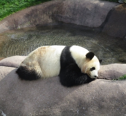 トリップアドバイザーが集計 日本の動物園・水族館ランキング