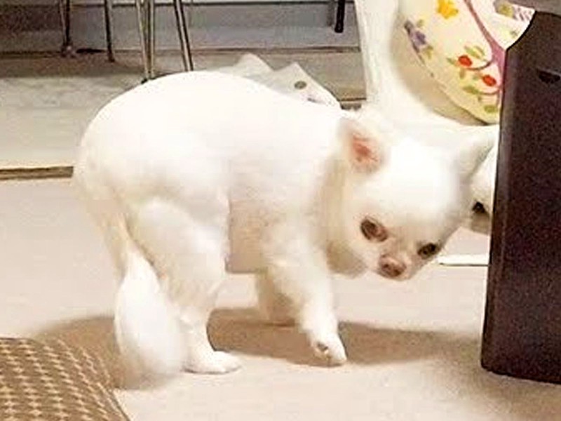 自分のオナラのニオイを嗅ぎ...犬のリアクションに爆笑「可愛すぎる」