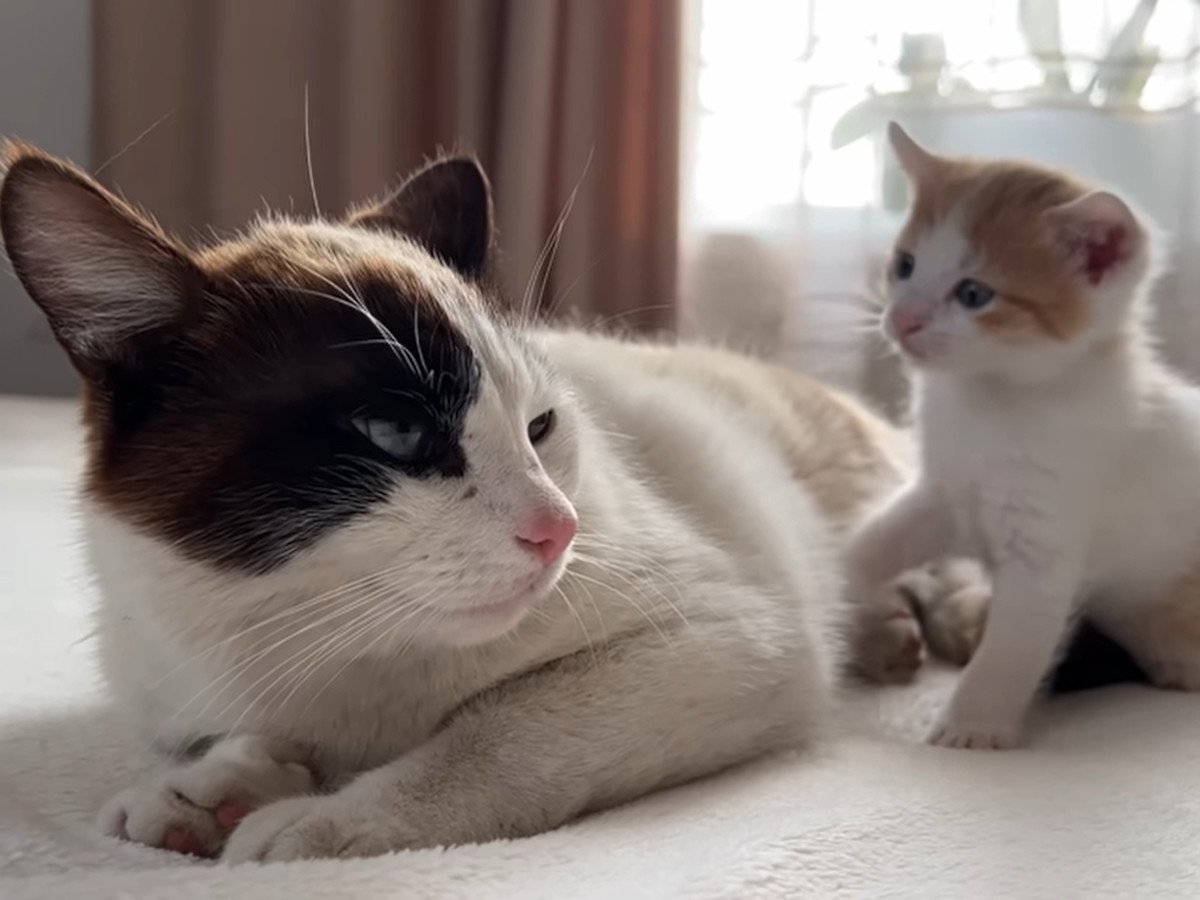 休みたそうなパパ猫に対し、子猫は?