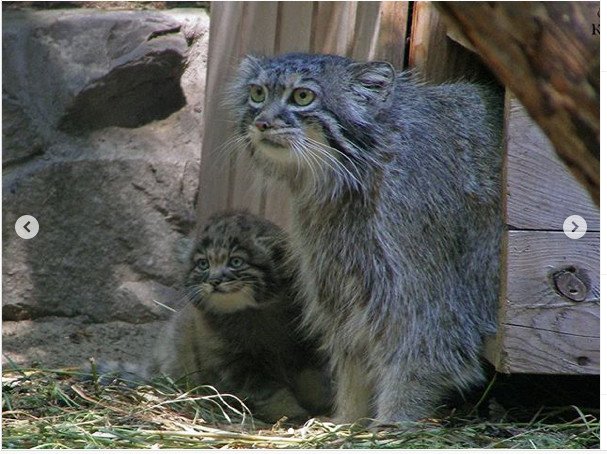 ロシアの動物園にいる赤ちゃんマヌルネコの 猫団子 が凄まじい破壊力 ライブドアニュース