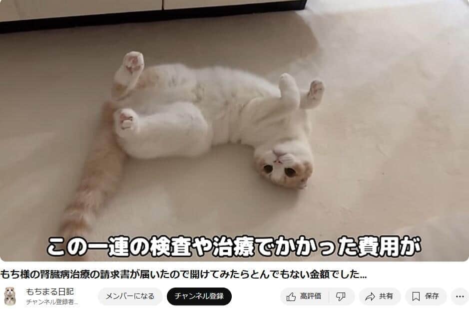 「もち様」の治療にいくらかかる?(「もちまる日記」の動画より)