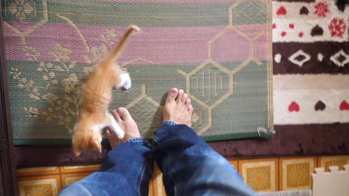 飼い主さんの足元につきまとう保護子猫がたまらないかわいさ!
