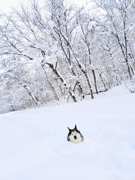 寒くないの……？首まですっぽり雪の中、のんびりくつろぐハスキー