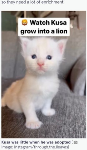 一般的な猫と大差ない子猫時代の写真　この子猫が大きくなると…？（画像は『The Mirror　2023年1月23日付「Pet cat is so huge people mistake him for a BOBCAT - and he’ll get even bigger」（Image: Instagram/through.the.lleaves）』のスクリーンショット）