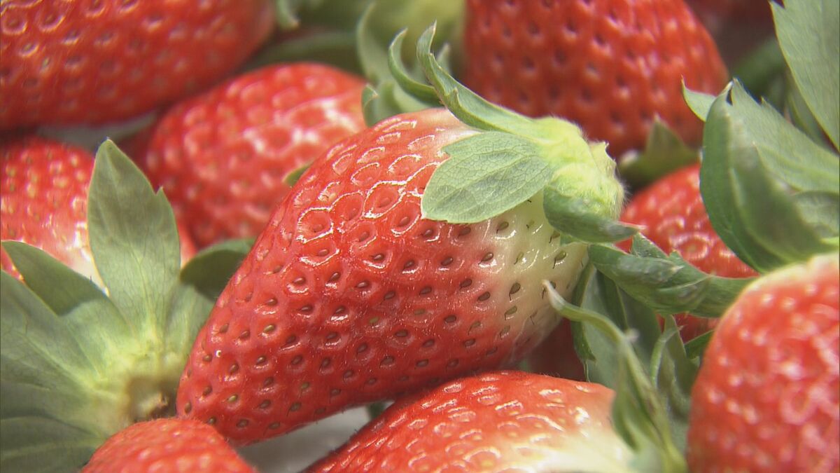 今年は猛暑の影響でイチゴが大きく成長「ケーキ屋さんは大変困るのでは？」