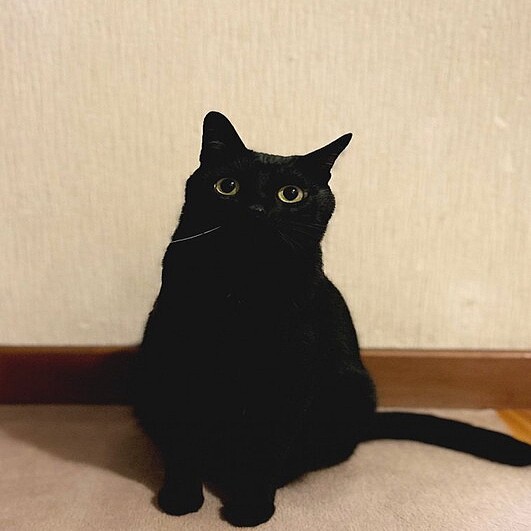 黒ねこページ 27fa5_1847_72bebea2755ea02784d