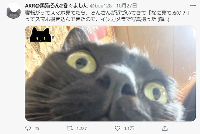 愛猫のどアップ写真に すごい顔をしているな 1万件以上のいいね付く ライブドアニュース