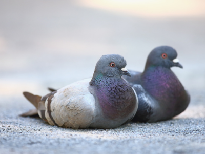ハトはアートの達人!? 西洋画と日本画を見分ける驚きの能力とは？【眠れなくなるほど面白い 図解 鳥の話】