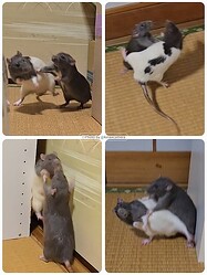 ��å�Ʊ�Τǳ�Ʈ�ȥ��奦�ɡ�̡��Τ褦�ʹ�®�Хȥ뤬����