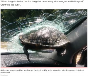 ������μ֤��ͤ��ɤ��ä����ʲ����ϡ�New York Post��2020ǯ5��26���ա�Turtle crashes through Georgia driver��s windshield on highway�ס�Facebook�ˡ٤Υ����꡼�󥷥�åȡ�