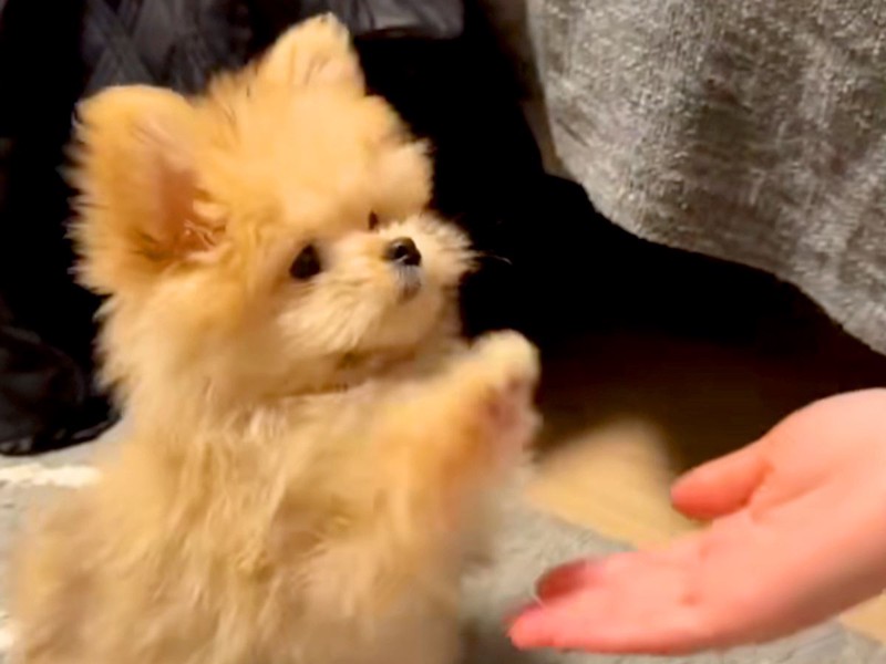 個性的な方法で喜ぶ子犬の姿が反響を呼ぶ 「うさぎかと思った」