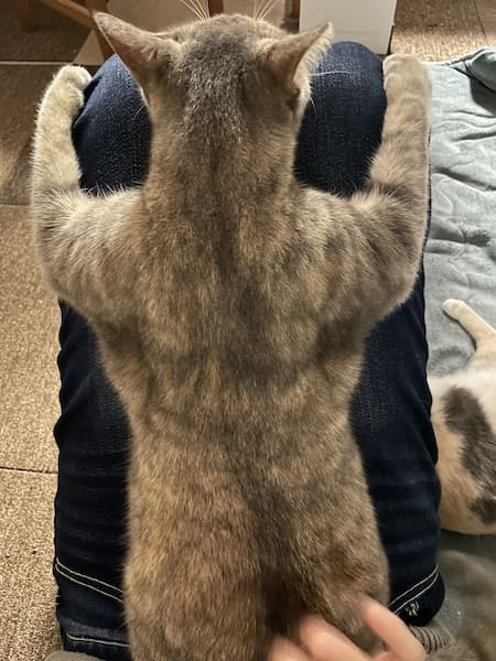 �֥७�७�˸�����׻����礵���ɨ�ˤҤäĤ�ǭ�����Ρ���⤷���������椬����