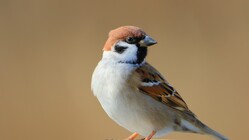 日本からスズメが消える…スズメ大好き旭山動物園統括園長が語る「意外すぎる理由」