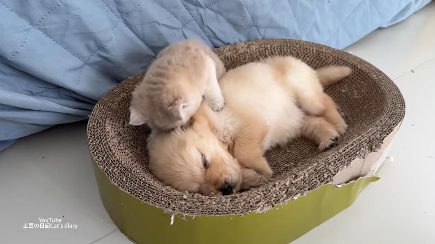 子猫が起こそうとするも、子犬は目覚めず……?