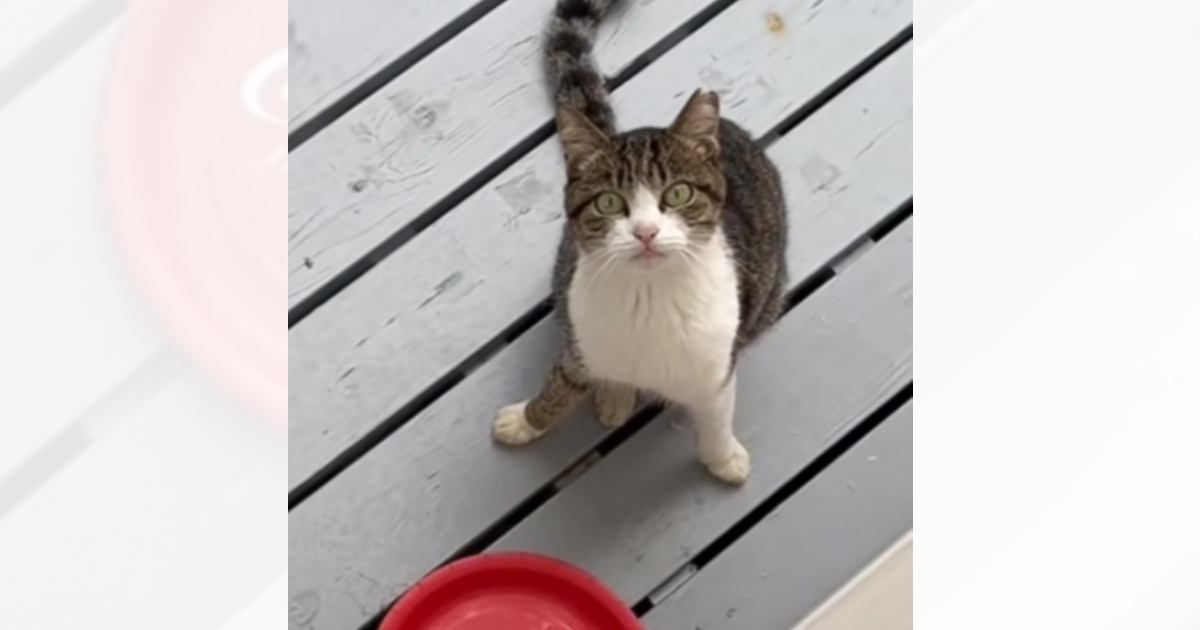 ケガをした猫が助けを求めてやってきました その後の行動に感動の声