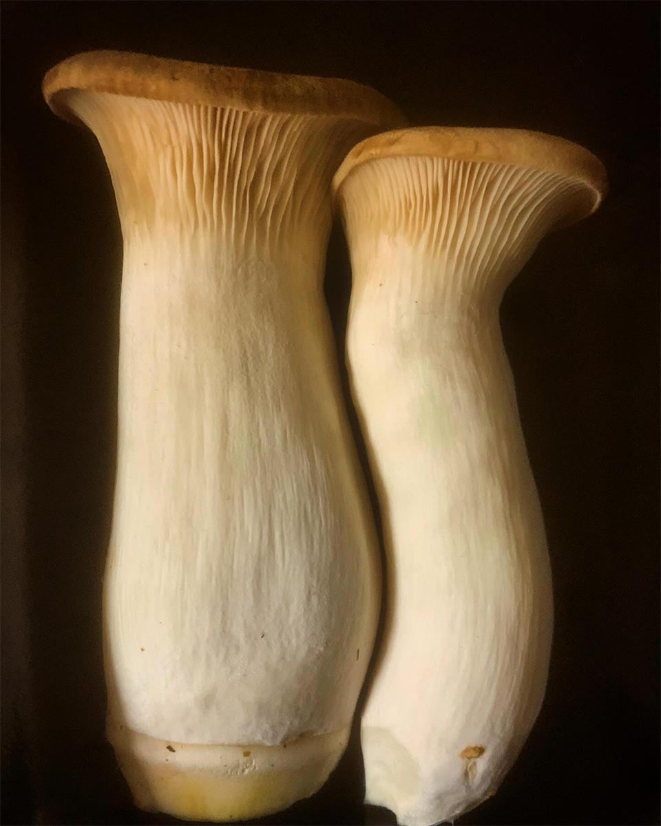 「増島農園」のエリンギ